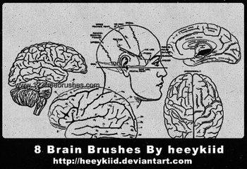 Brain
