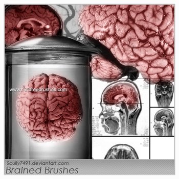 Brain