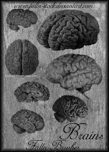Brain