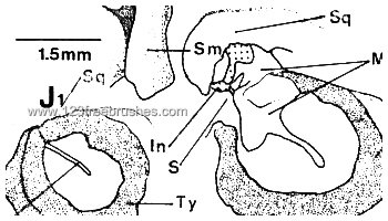 Ear Anatomy