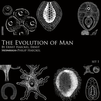 Evolution of Man