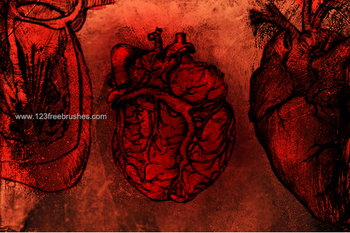 Heart Anatomy