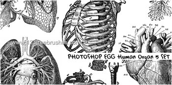 Human Organs