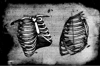Rib Cage