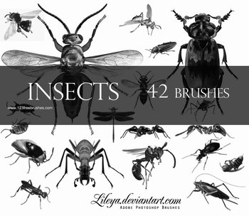 Ant – Cockroach – Dragonfly