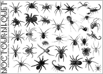 Arachnids – Eight Legged Things