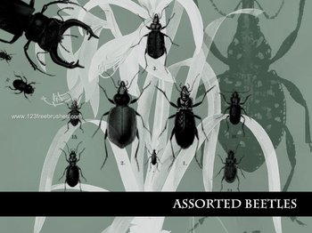 Beetles