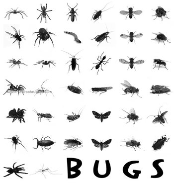 Bugs