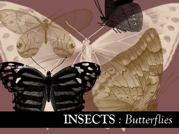 Butterflies