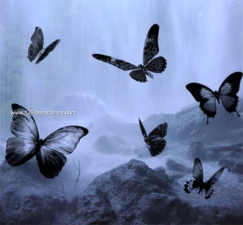 Butterflies