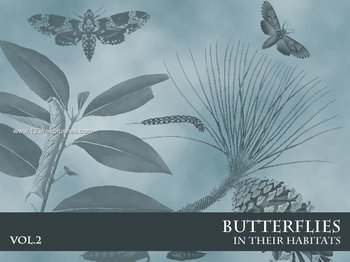 Butterflies