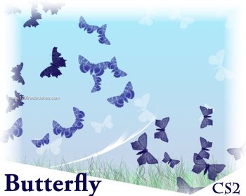 Butterflies Dream