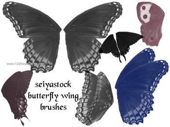 Butterfly Wing