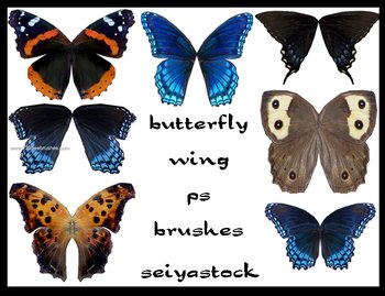 Butterfly Wing