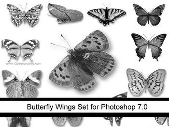Butterfly Wings