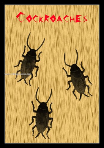 Cockroach