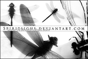 Dragonflies
