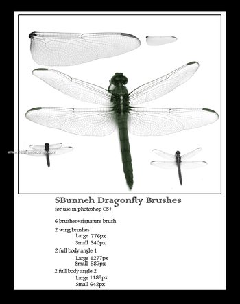 Dragonfly