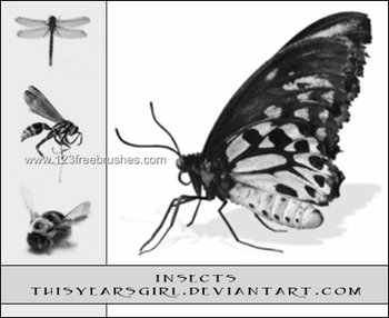 Insects: Butterfly – Dragonfly
