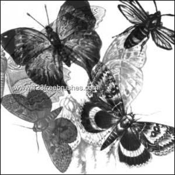 Insects – Butterflies