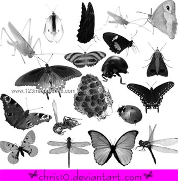 Insects