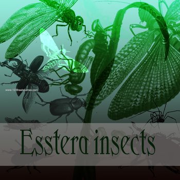 Insects