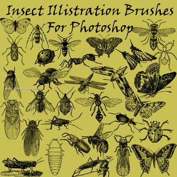 Insects