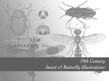 Insects