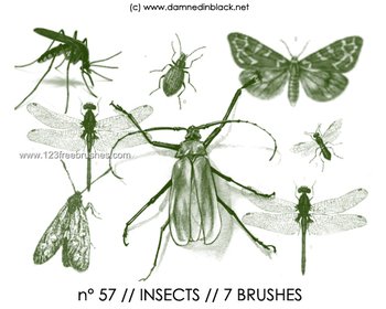 Insects