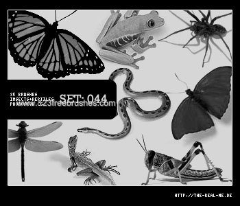 Insects and Reptiles