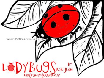 Ladybugs