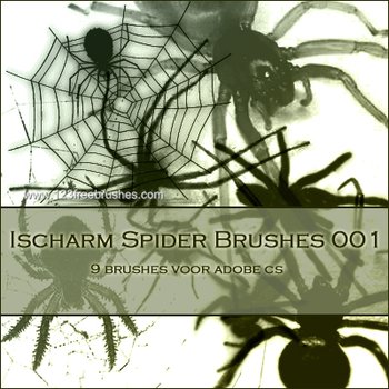 Spider
