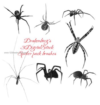 Spider