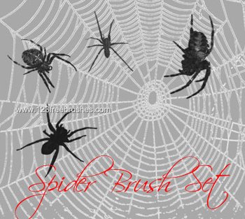Spider