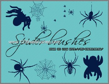 Spider