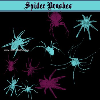 Spider