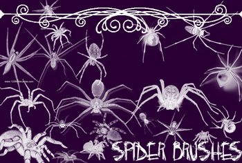 Spider