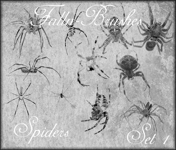 Spider