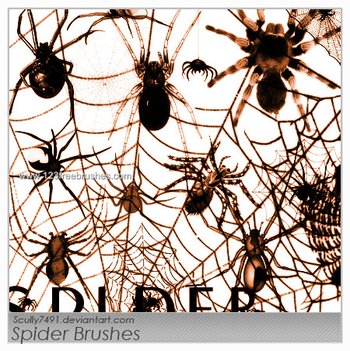 Spider