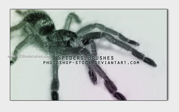 Spider