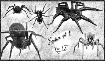 Spider