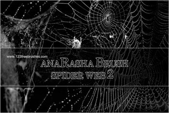 Spider Web