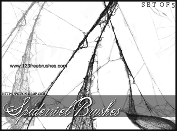 Spider Web