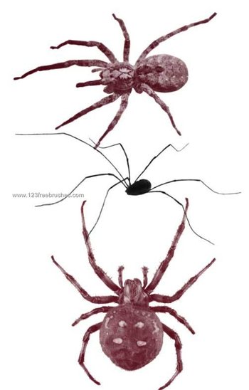Spiders