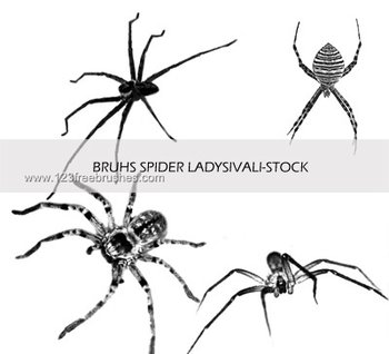 Spiders