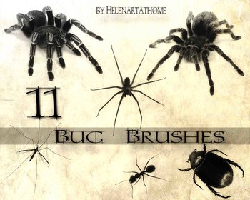 Spiders and Cockroach