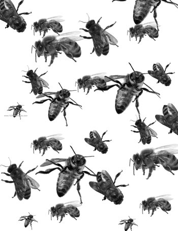 Bee