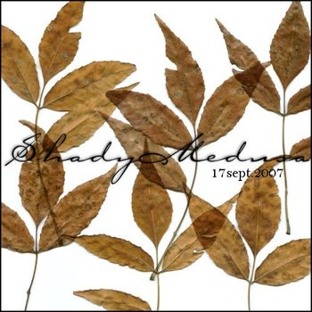 autumn