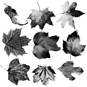 autumn Leaf