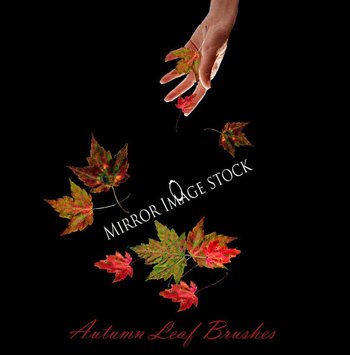 Autumn Leaf